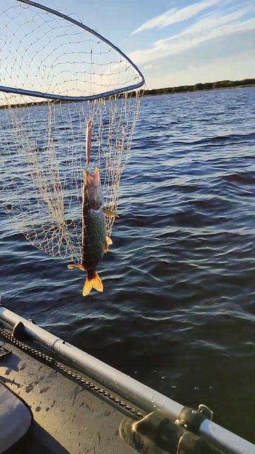 21.09.24г. Рыбалка с мужем на р. Шелонь смотреть онлайн