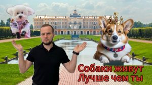 Эти собаки живут лучше тебя.