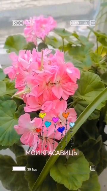 #счастьевмелочах #цветы #герани #моякрасота