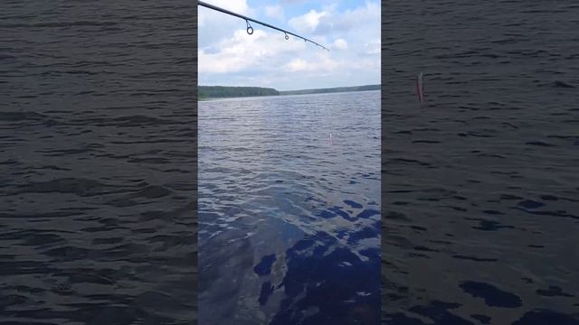 Рыбалка на спиннинг с лодки, троллинг #рек #рыбалка #ры? смотреть онлайн