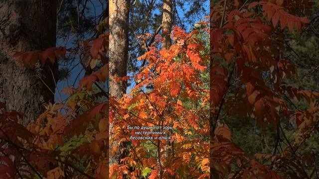 🍂 Стихи Анны Ахматовой 