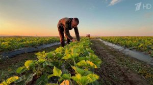 Майские заморозки - серьезное испытание для фермеров