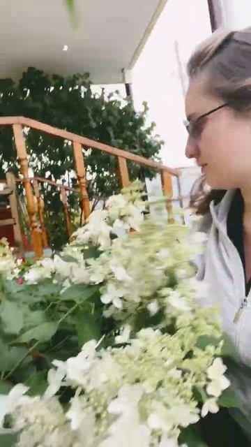 Гортензия hydrangea garden flowers смотреть онлайн