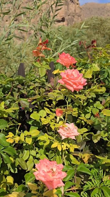 🌺🌺🌺 Розы в горах‼️🌺🌺🌺 #цветы #сочицветы2024 #крас смотреть онлайн