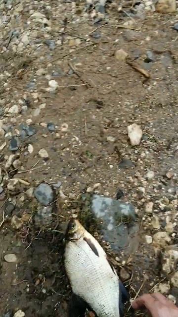 Кубена река! Просидел ночь, пара рыб! #рекакубена#фидер смотреть онлайн