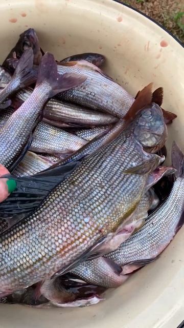 Большой и вкусный Хариус 🎣❤️🌲 #тайга #лес #хариус #р? смотреть онлайн