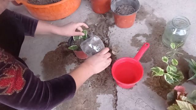 как посадить на горшок укоренённые листья педилантус? смотреть онлайн