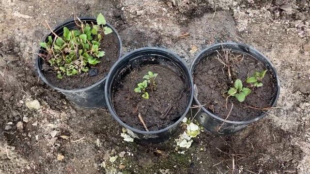 Продуктивные выходные / Ремонт теплицы / Обрезка хвойн смотреть онлайн