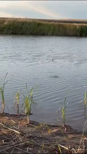 Королевская 🎣 рыбалка друзья клюет на глазах ❤️😎👍 смотреть онлайн