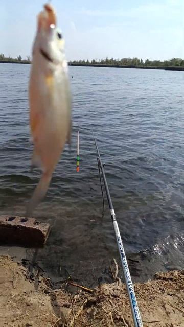 Запорожье озеро Кушугум глубокое рыбалка #carp #carpfishing #fi смотреть онлайн