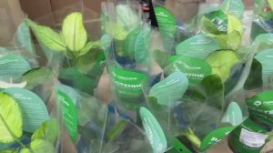 Светофор 🚦РАДУЕТ как никогда! В этот раз просто ЗАВАЛЫ товаров и ИЗОБИЛИЕ всего🔥