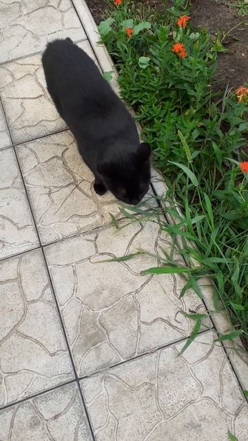 Кошка ест траву. смотреть онлайн