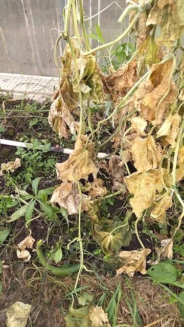 Последний огурец 19.10.2024 #огород #дача #огурцы смотреть онлайн