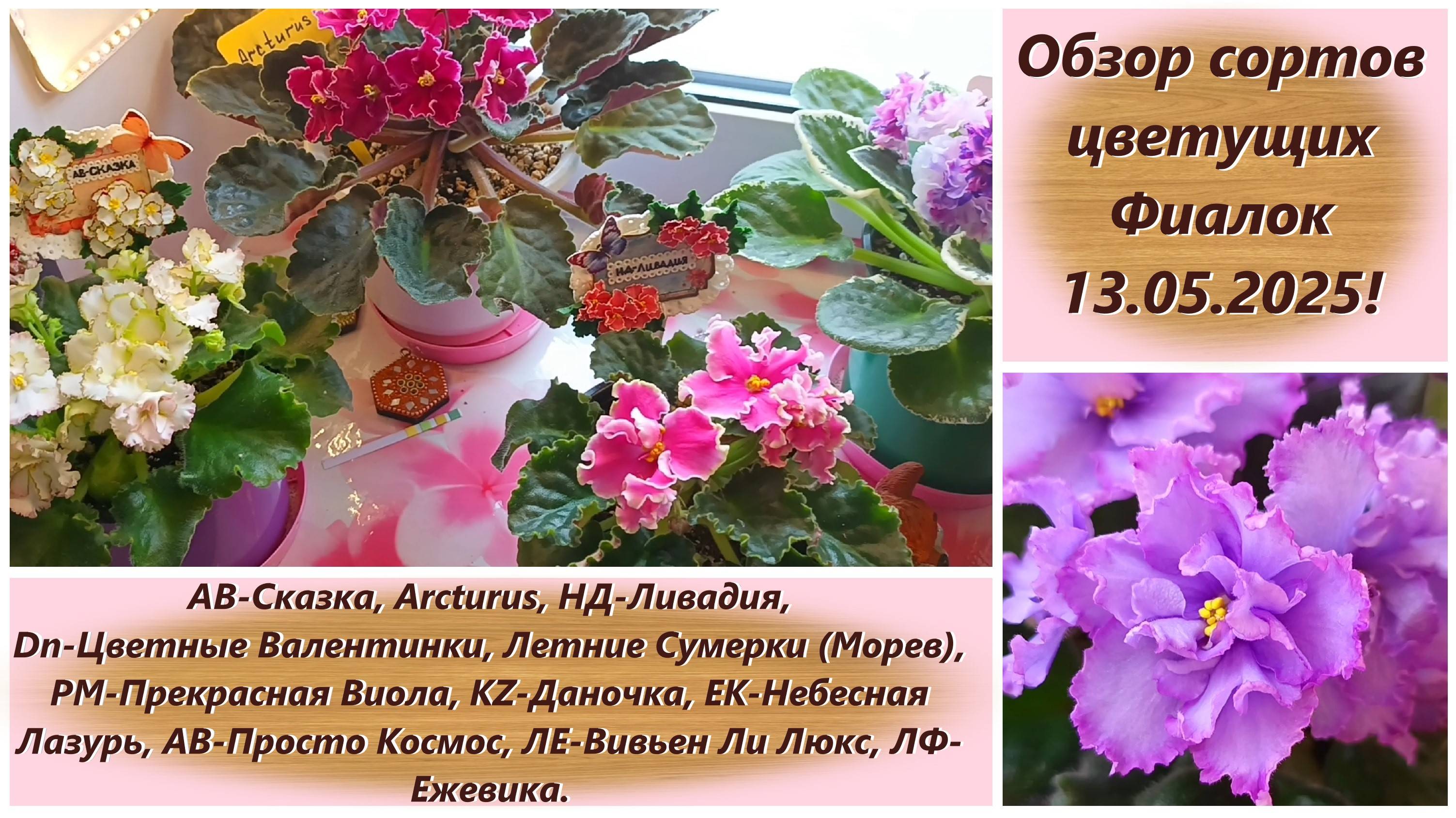 Обзор сортов цветущих Фиалок 13.05.2025!