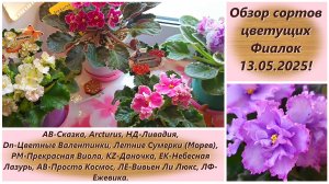 Обзор сортов цветущих Фиалок 13.05.2025!