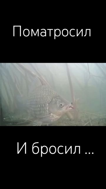 Хитрая рыба #рыбалка #fishing #fish #ffshorts #топ #подпишись #рыб? смотреть онлайн