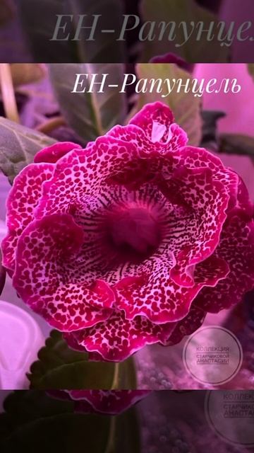 ЕН-Рапунцель #геснериевые #sinningia #синнингия #цветы #цве? смотреть онлайн