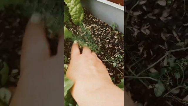 Експериментальна грядка: картопля з насіння, спаржа, м смотреть онлайн