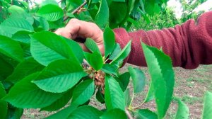 В центральных и южных регионах России дачники и фермеры спасают урожай