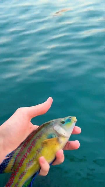 Отпускаю пойманную зеленушку      #рыбалка #спиннинг #мо смотреть онлайн