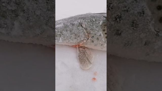 Рыбалка на щуку зимой на Амуре, на махалку #амур #fishing #р смотреть онлайн