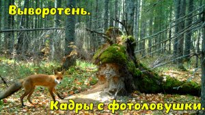 Выворотень. Кадры с фотоловушки.