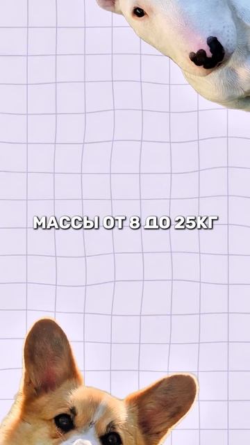 Оптимальный возраст для кастрации собак разных пород смотреть онлайн