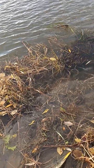 Судак на спиннинг осенью 26.11.2023 река Майн. смотреть онлайн