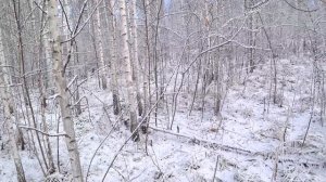 Гончие ушли за 9 км. Ищем собак с помощью GPS ошейника ARTEL