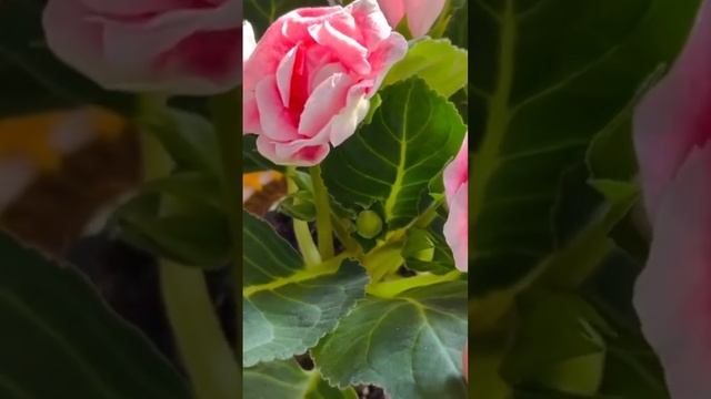ГЛОКСИНИЯ🌸УХОД В ДОМАШНИХ УСЛОВИЯХ🌸