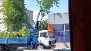 Спил дерева ножовкой.