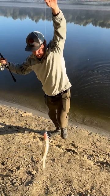 З першого ж закиду клюнув цей судак #shorts #fishing #vorotniak смотреть онлайн