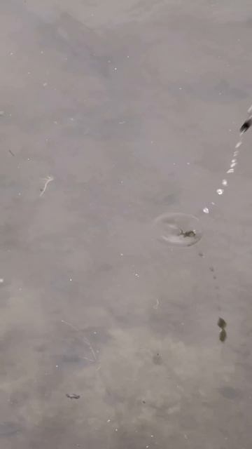 Самодельная микро вертушка. Блесная безосевая. #блесн? смотреть онлайн