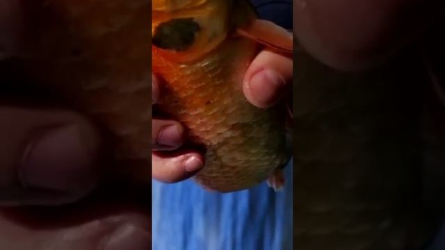 Золотой карась! смотреть онлайн