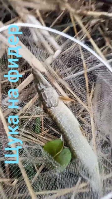 Щука на фидер😱 смотреть онлайн