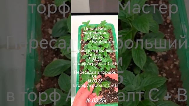 4. Размножение гортензии почкой смотреть онлайн