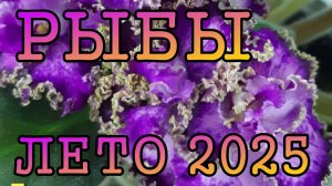 РЫБЫ таро прогноз на ЛЕТО 2025 года (июнь, июль, август).