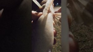 Нічний судак на воблер Bearking Durga 73SP #судак #fishing #zanderfishing