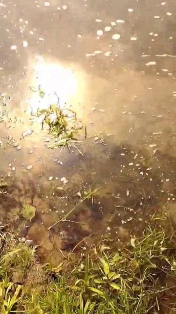 Шикарный голавль. Поклевка называется - отдай спиннин?