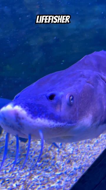 #lifefisher #осетр #белуга #стерлядь #рыбалка #fishing #шортс #сп? смотреть онлайн