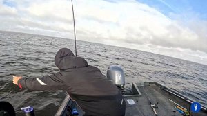 Раздача щуки на мышь. Осенний покос.