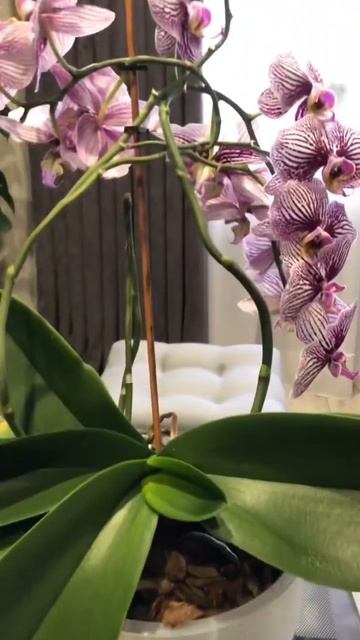 Орхидея Фаленопсис цветёт и дала третий цветонос! #ком смотреть онлайн