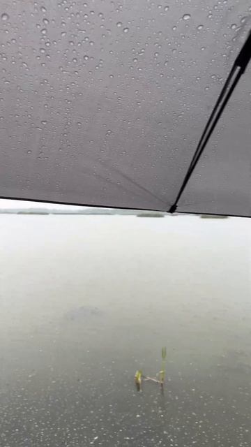 Рыбалка на фидер. Тест драйв нового зонта от Feeder Concept. У смотреть онлайн