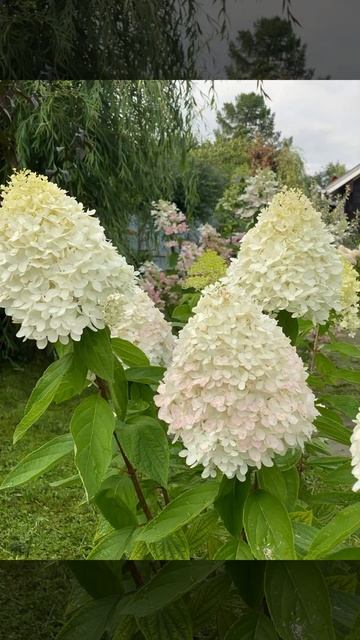 Мэджикал Свит Саммэ - гортензия. Цветение в динамике. #? смотреть онлайн