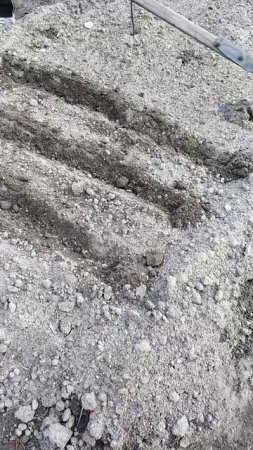 Чеснок и лук от семи недуг.