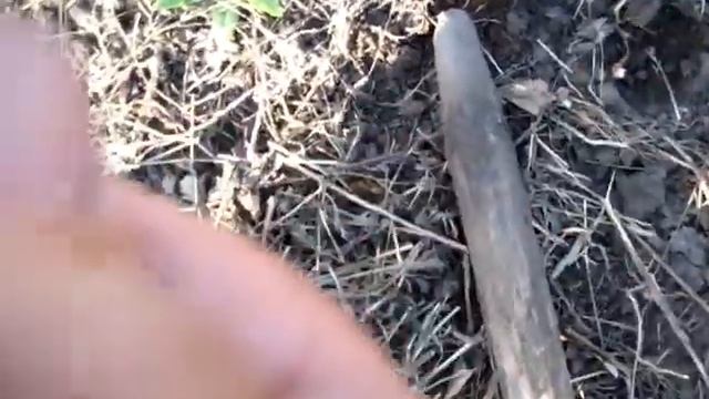 Посадили КУКУРУЗУ И БЕЛУЮ ПЛЕТУЩУЮСЯ ФАСОЛЬ смотреть онлайн