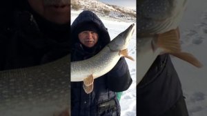 Завидная щука на Каргалинском водохранилище #рыбалка