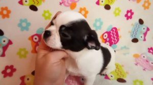 Щенок чихуахуа девочка 2мес