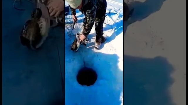 Рыбалка в Якутии. #якутия #russia #хочуврек #шортс #рыбалка смотреть онлайн