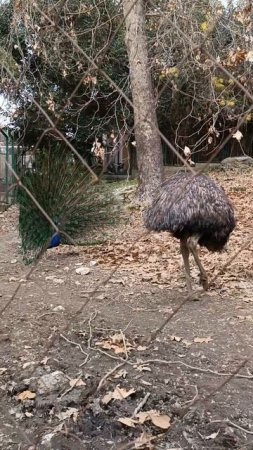 павлин заигрывает со страусом
